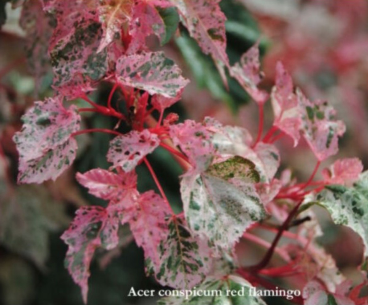 Acer conspicuum Red Flamingo
