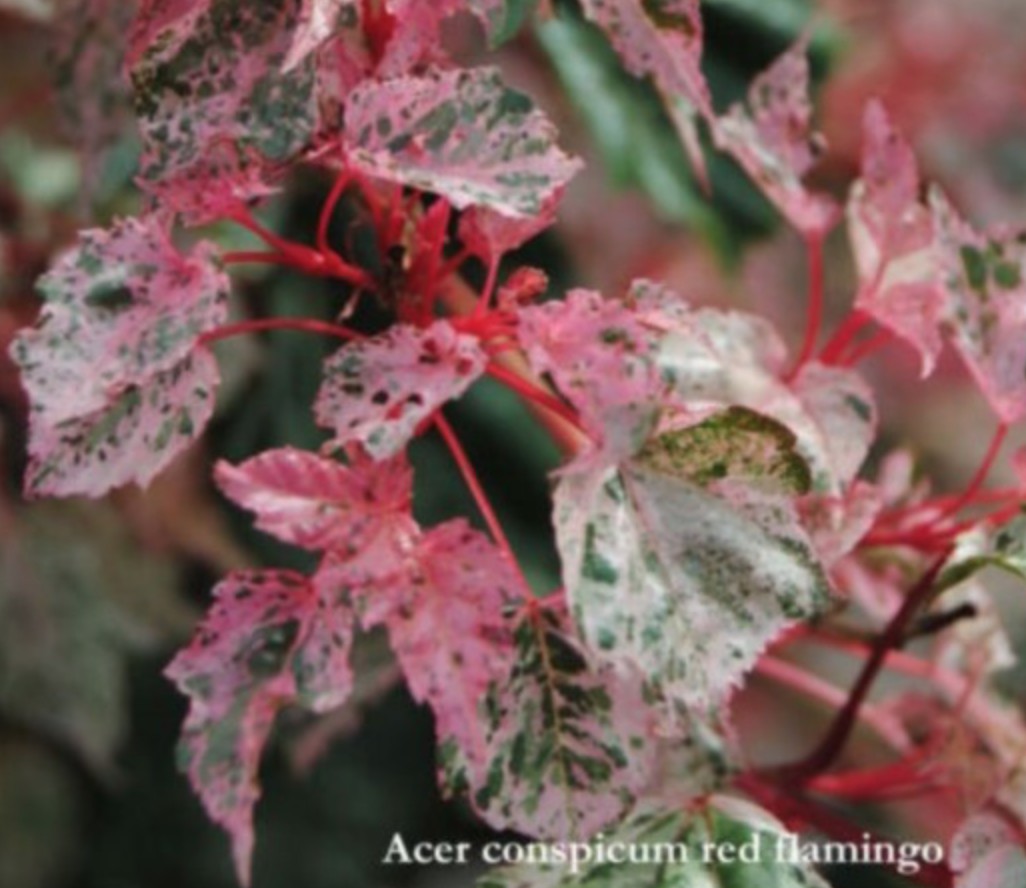 Acer conspicuum Red Flamingo