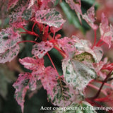Acer conspicuum Red Flamingo
