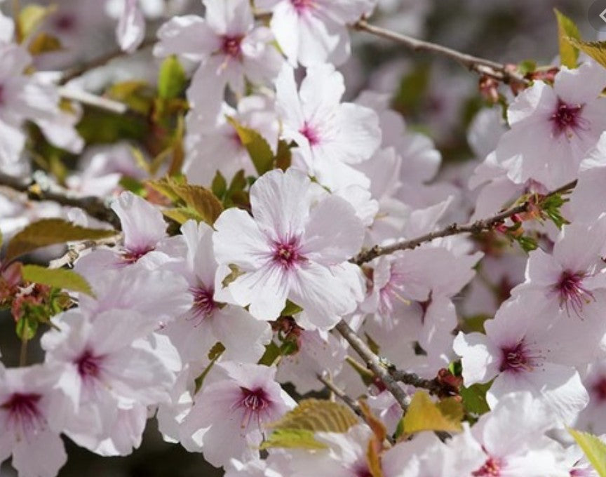 Prunus The bride