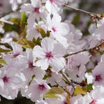 Prunus The bride