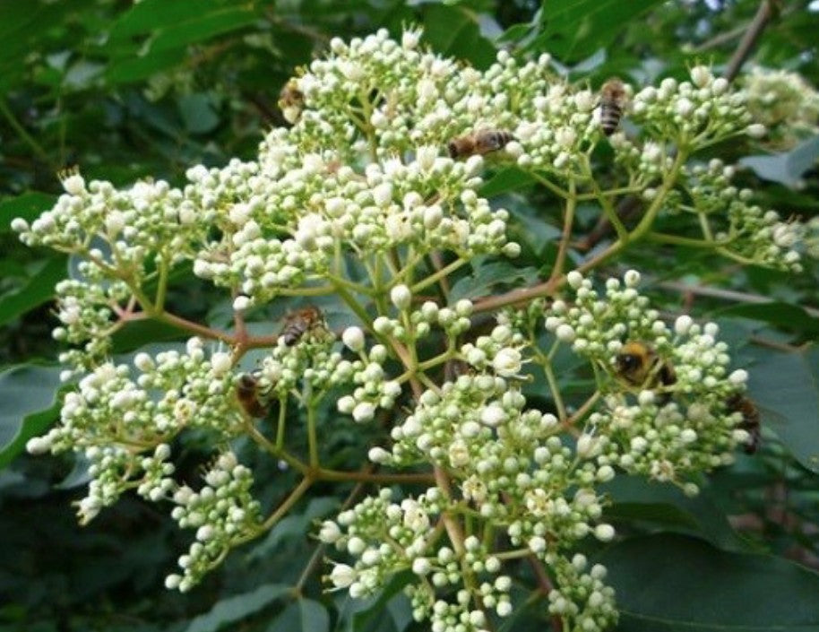 Evodia danielli