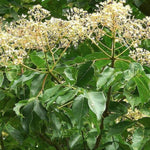 Evodia danielli