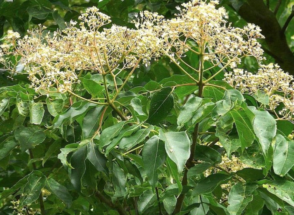Evodia danielli