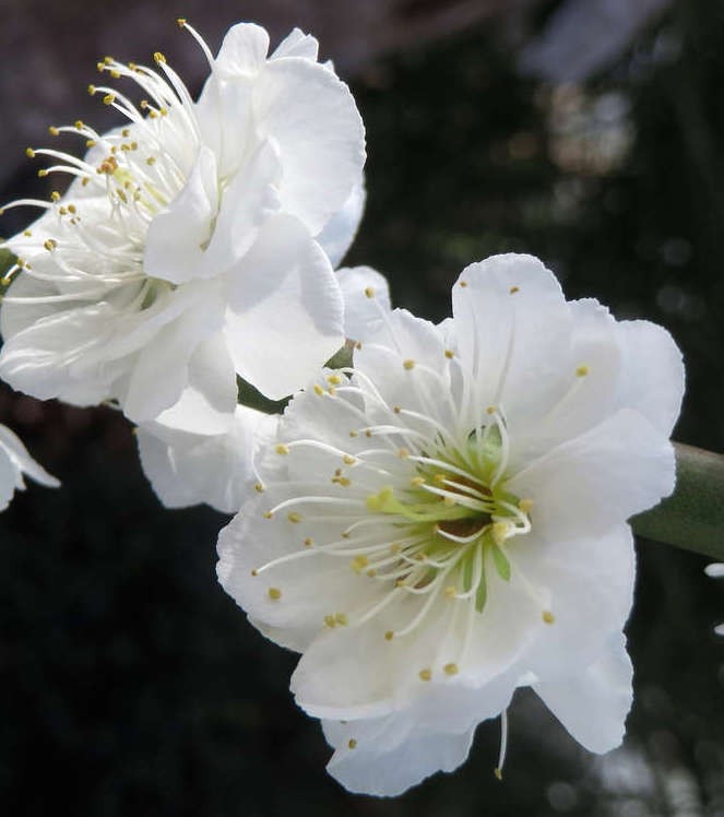 Prunus mume alboplena