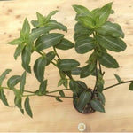 Calisia Elegans