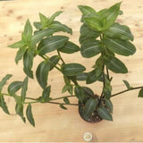 Calisia Elegans