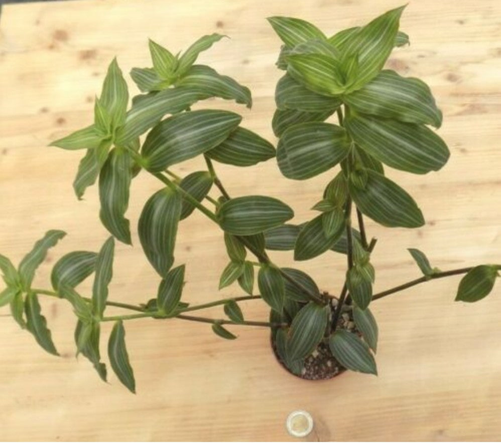 Calisia Elegans