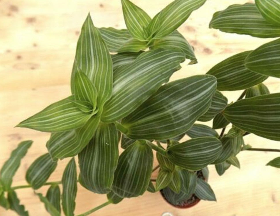 Calisia Elegans