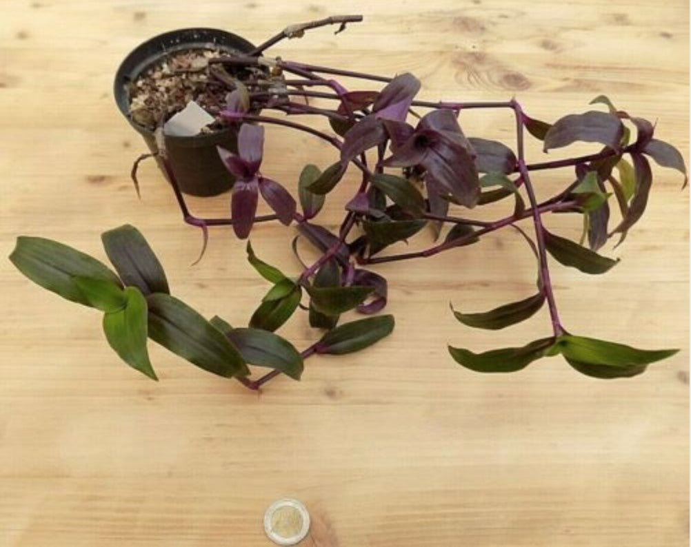 Tripogranda serrulata scimitans purple