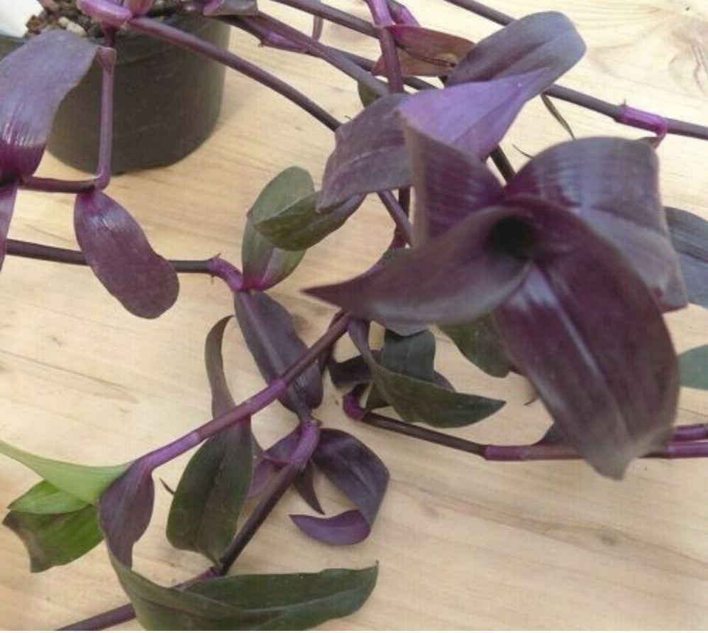 Tripogranda serrulata scimitans purple