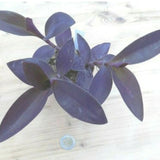 Tradescantia Cardinal pallida