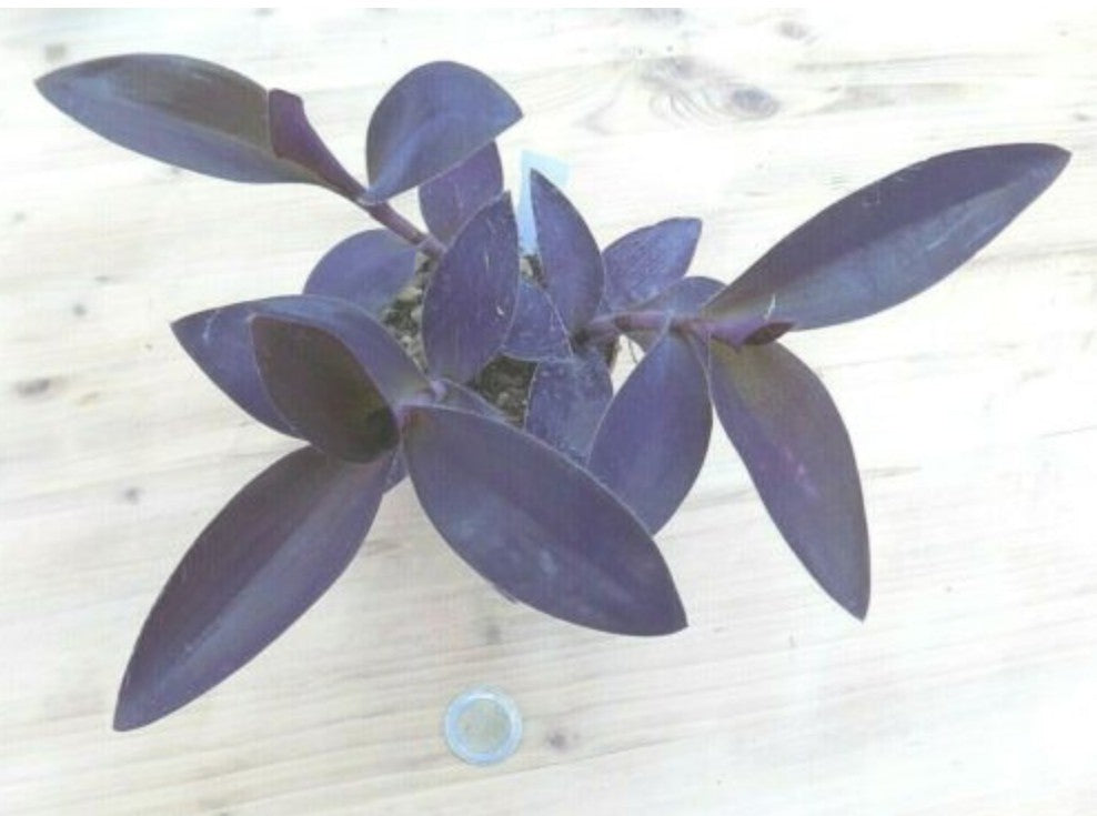 Tradescantia Cardinal pallida