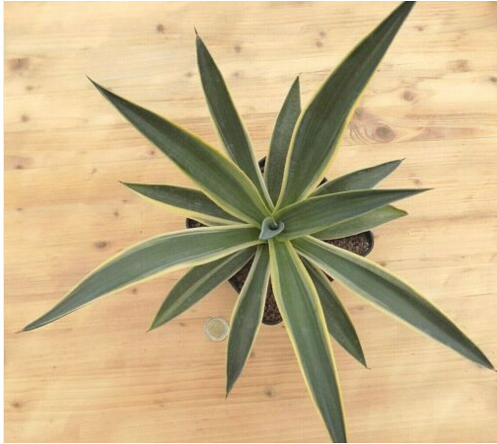 AGAVE DESMETTIANA variegata