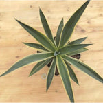 AGAVE DESMETTIANA variegata