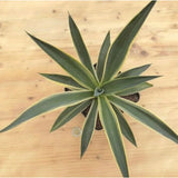 AGAVE DESMETTIANA variegata