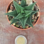 Haworthia glauca herrei x amstrongii