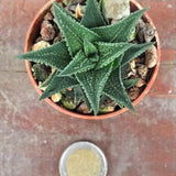 Haworthia glauca herrei x amstrongii