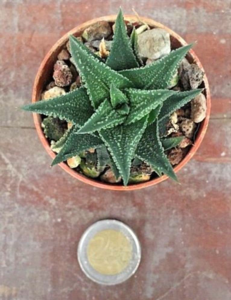 Haworthia glauca herrei x amstrongii