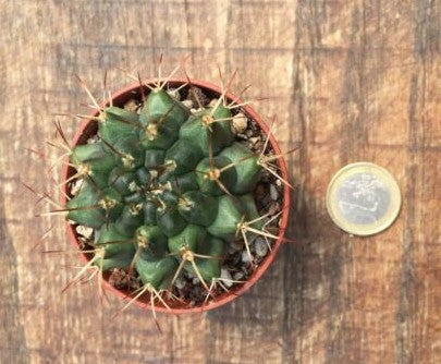 Gymnocalycium schickendantzii
