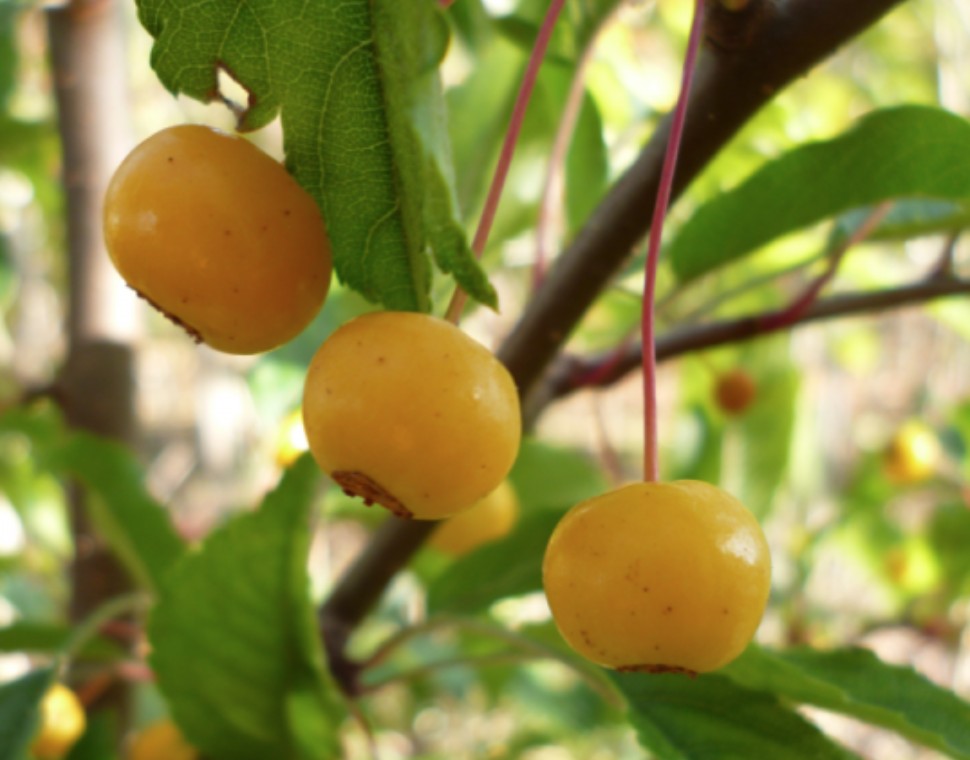 Malus transitoria