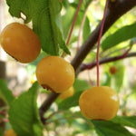 Malus transitoria