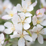 Malus transitoria