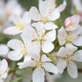 Malus transitoria