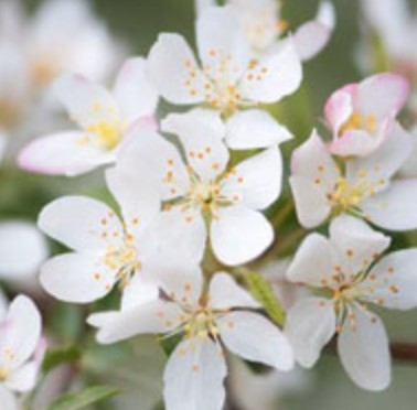 Malus transitoria