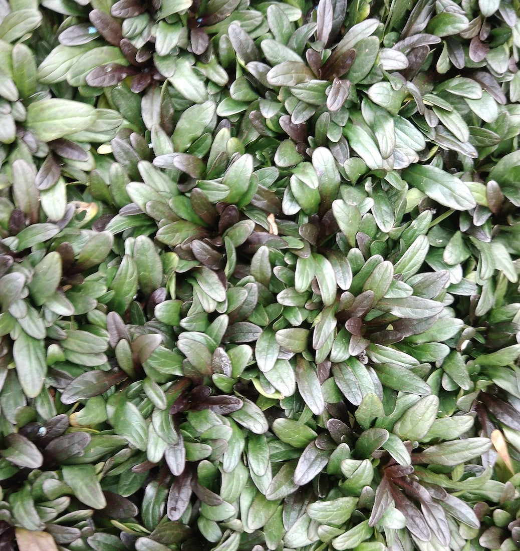 Ajuga reptans chocolate chips