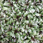 Ajuga reptans chocolate chips