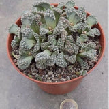 Titanopsis Calcarea 