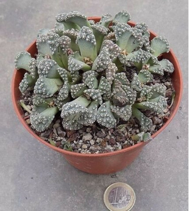 Titanopsis Calcarea 