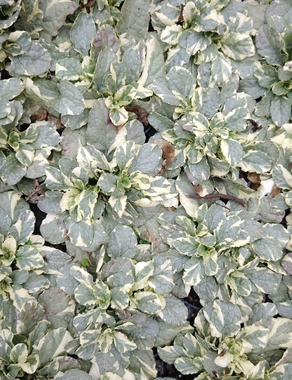 ajuga reptans Burgundy white