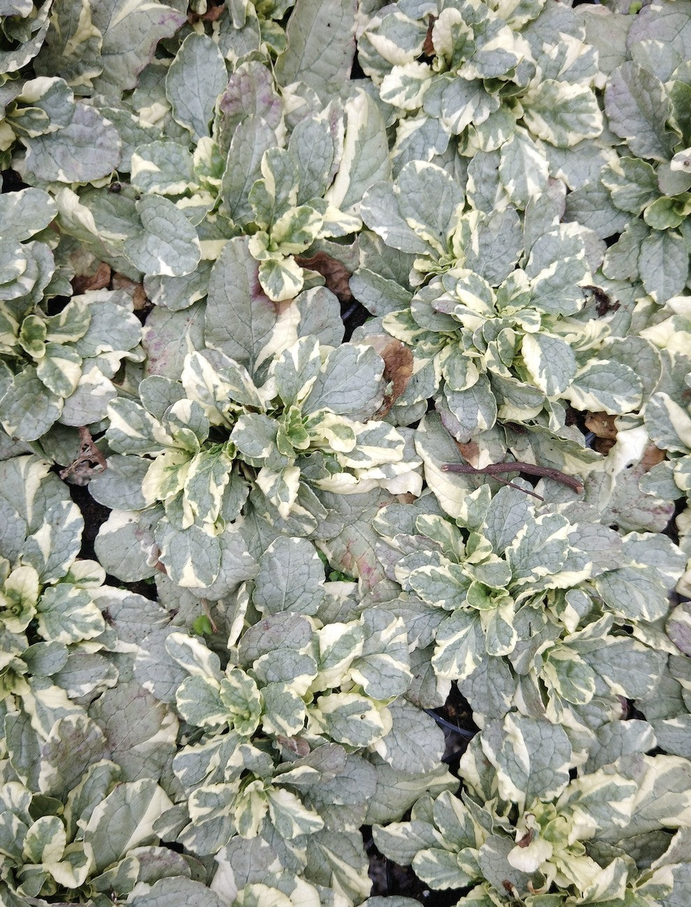 ajuga reptans Burgundy white