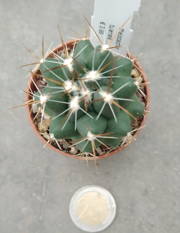 Thelocactus tulensis