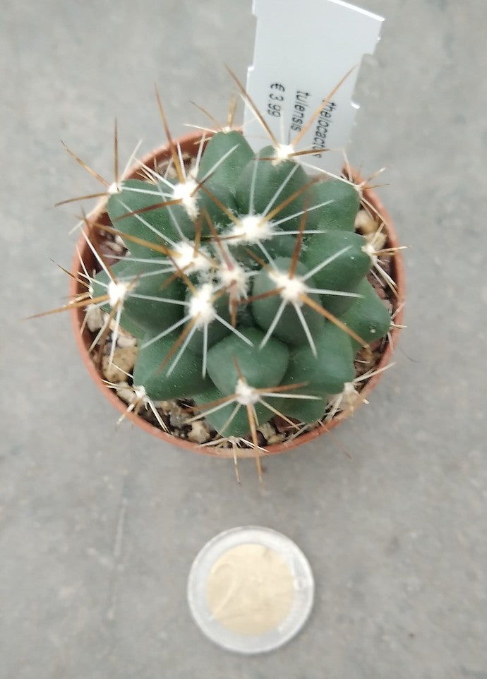 Thelocactus tulensis