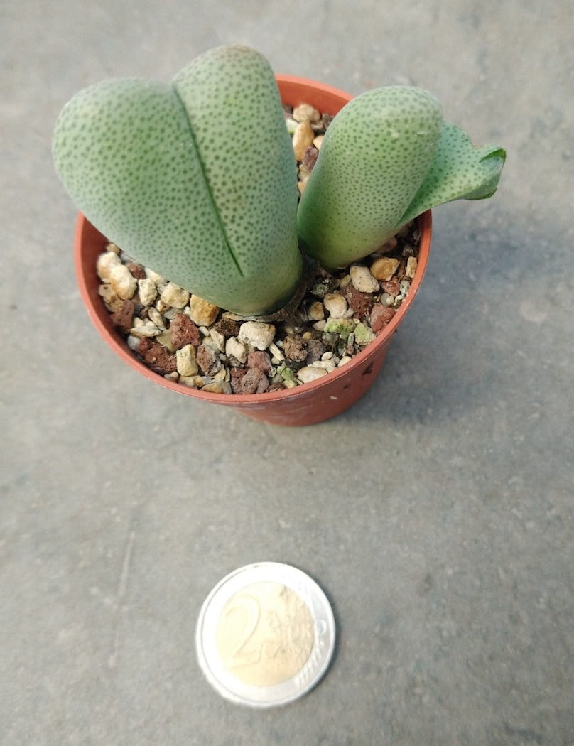 cheiridopsis vanzylii sb 777 poffader 