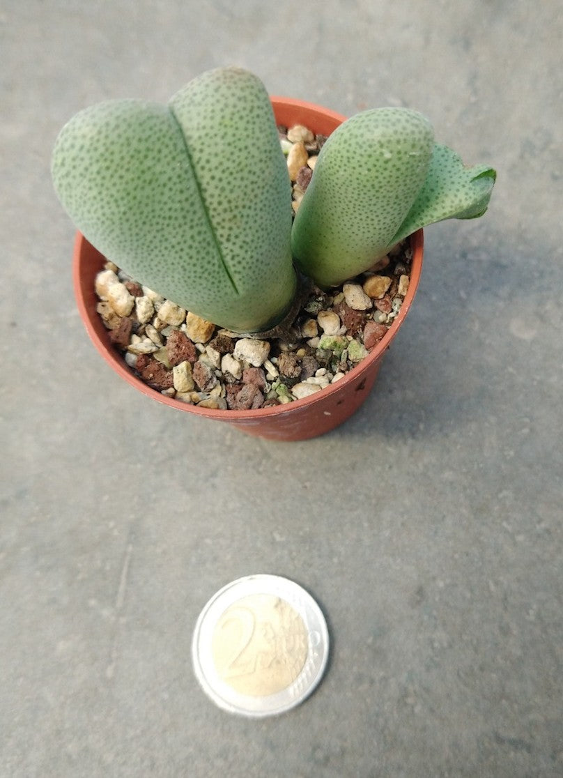 cheiridopsis vanzylii sb 777 poffader 