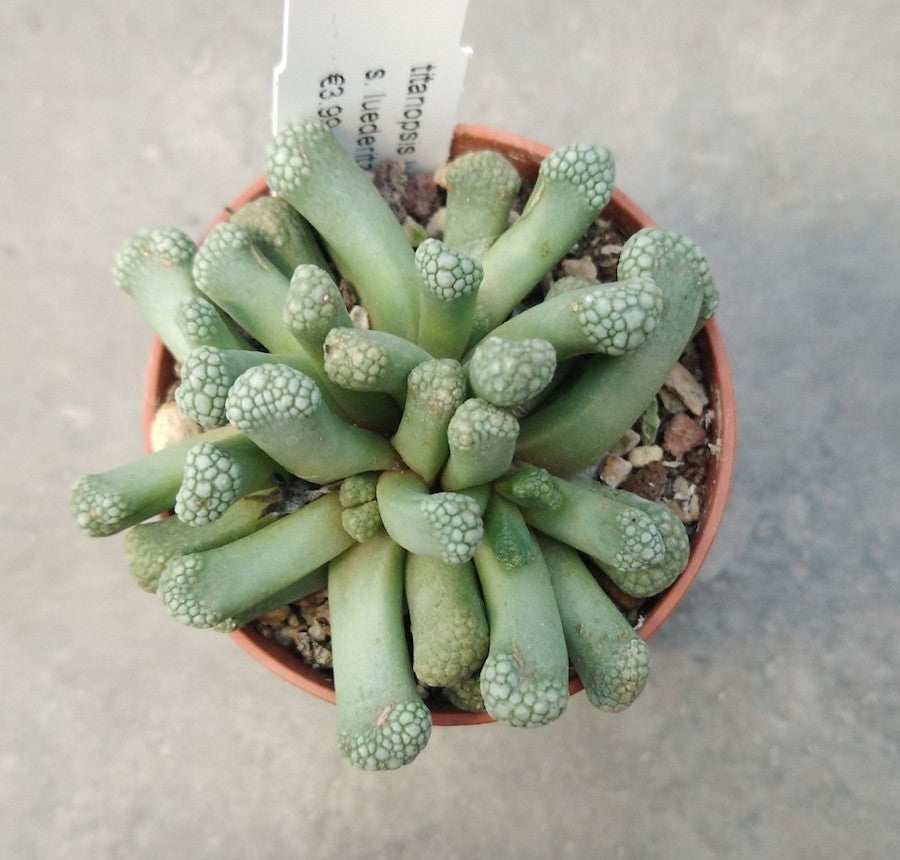 titanopsis luderitz