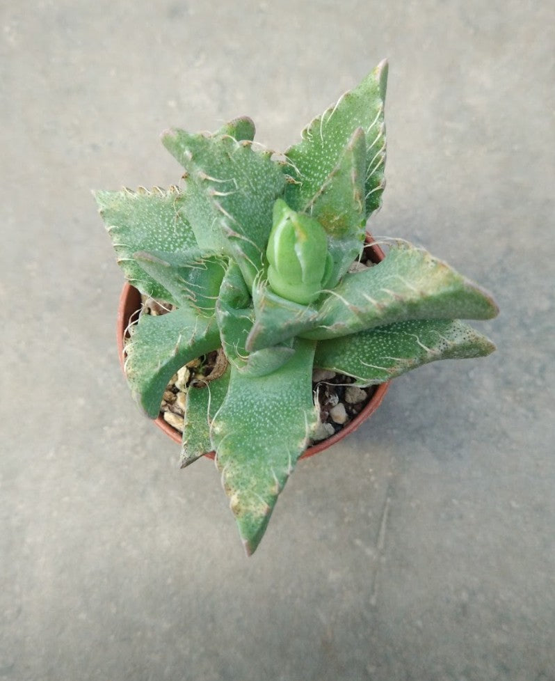 faucaria tigrina w. fort brown