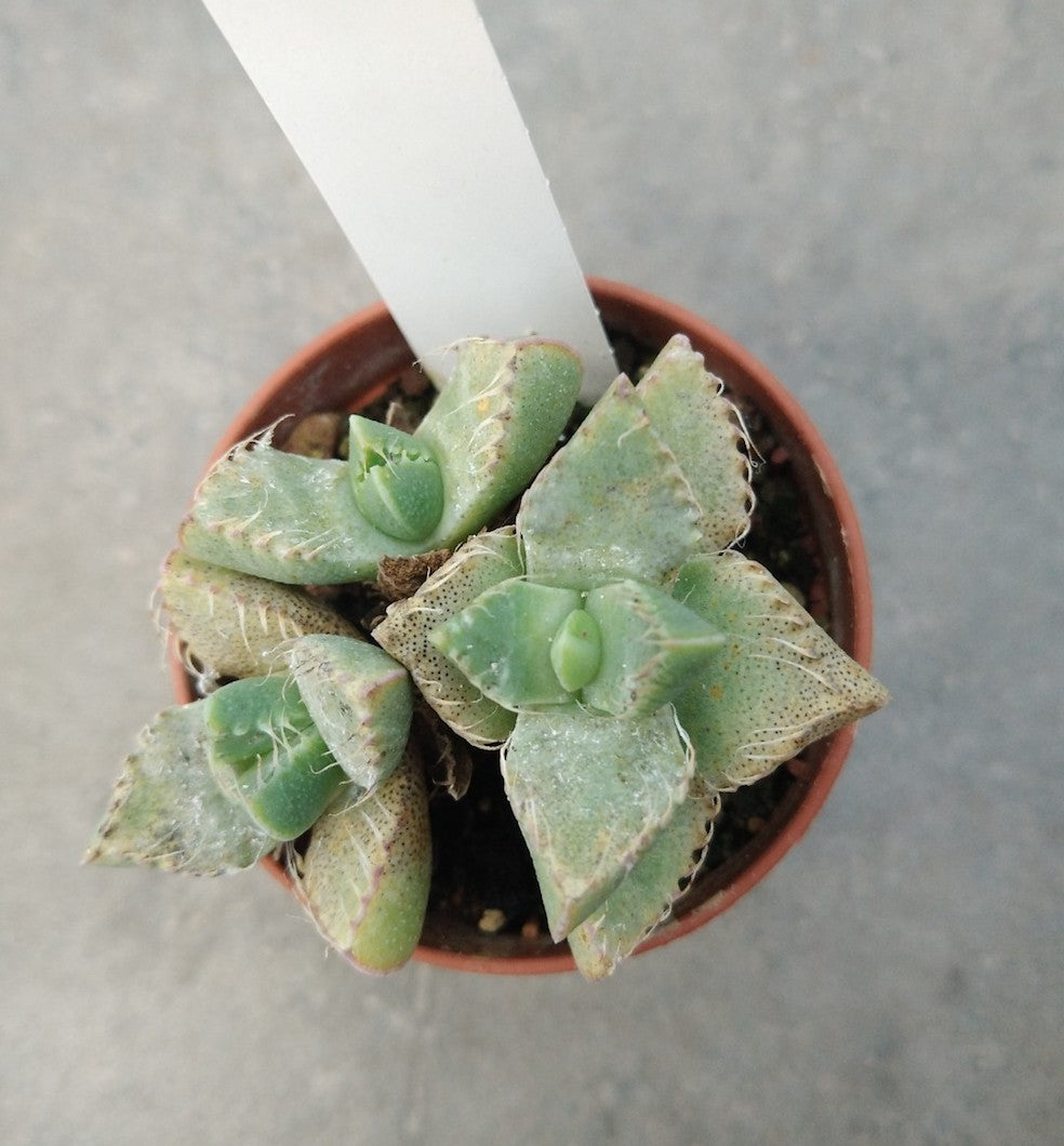 Faucaria tigrina lynton