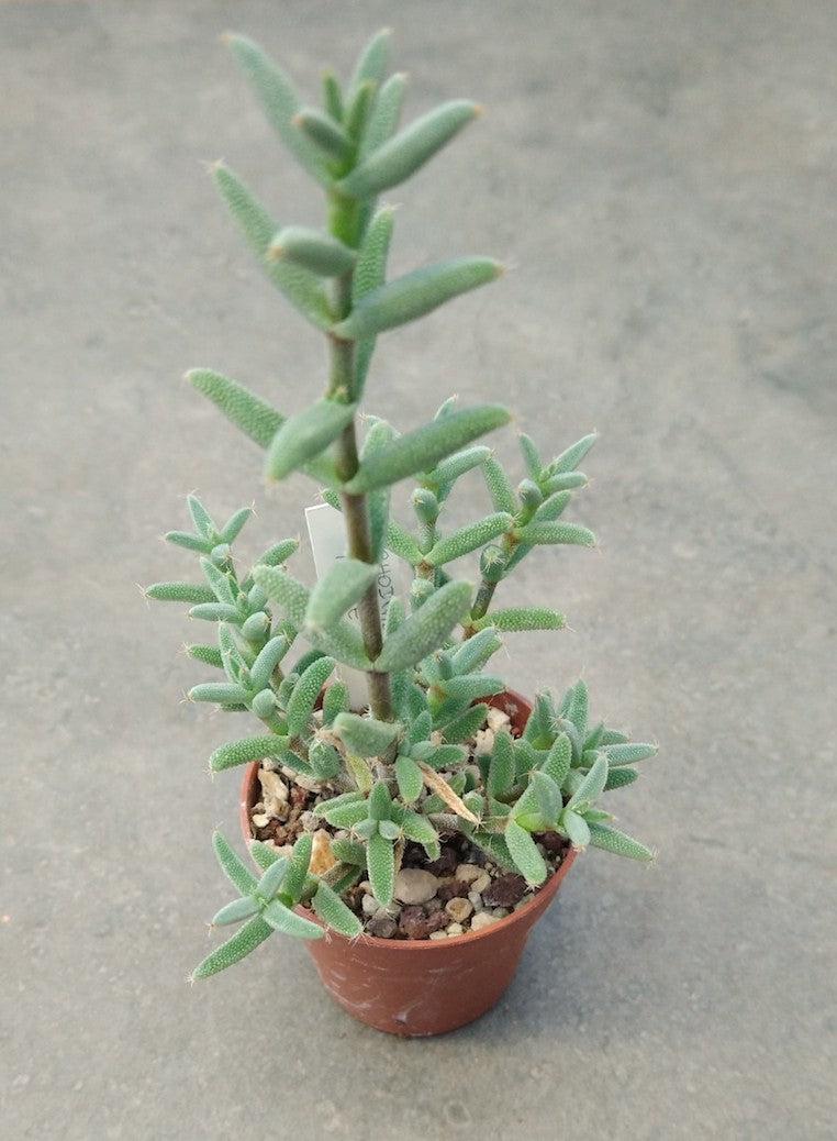 Trichodiadema rogersii
