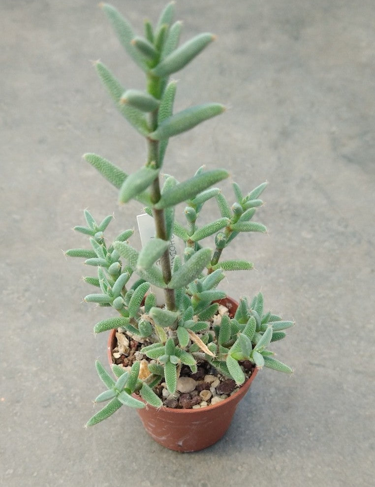 Trichodiadema rogersii