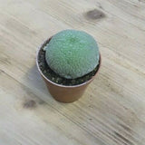 Pseudolithos migiurtinus cm. 4,5/5