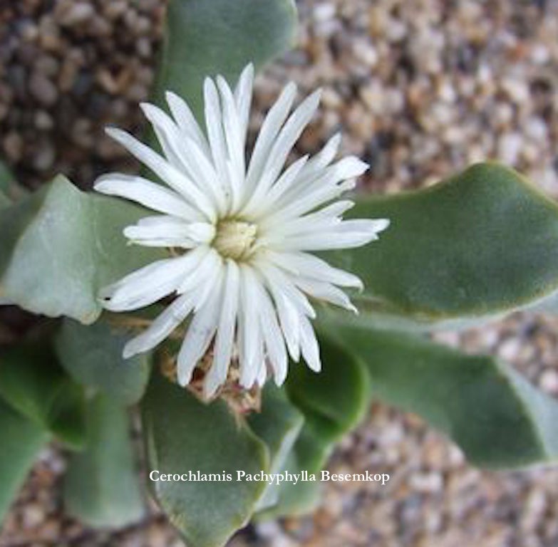  Cerochlamys-Pachyphylla-albiflora-Besemkop-resistenza-1°