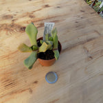  Cerochlamys-Pachyphylla-albiflora-Besemkop-resistenza-1°
