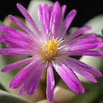 Cerochlamys Pachyphylla driefontein resistenza -1°