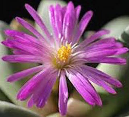 Cerochlamys Pachyphylla driefontein resistenza -1°