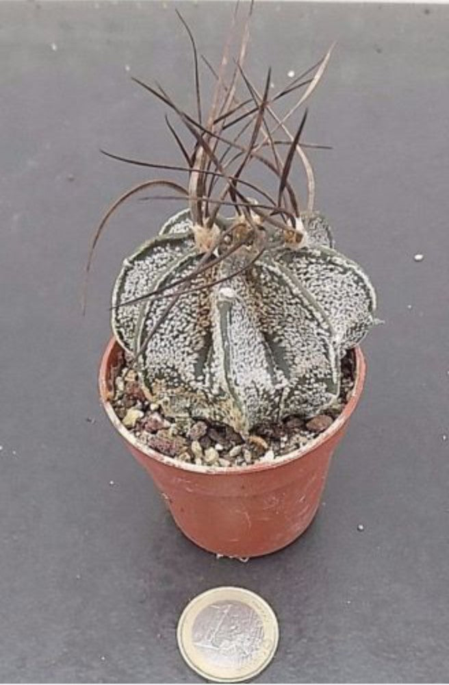 Astrophytum capricorne